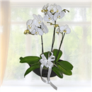 https://bonovo.isisflor.com/fileuploads/Produtos/Plantas Naturais/thumb__Isisflor_Orquidea_de_Interior_01.png